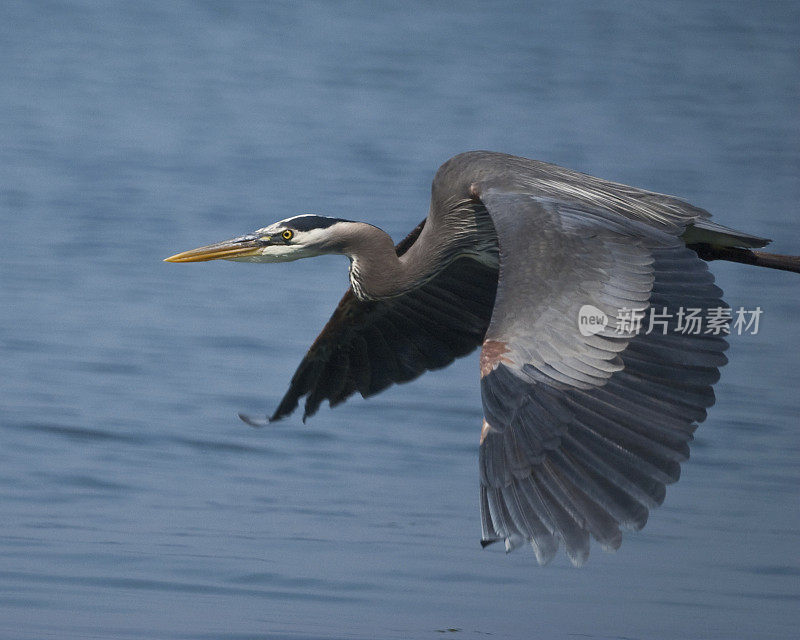 Blue Heron in Flight Over Water